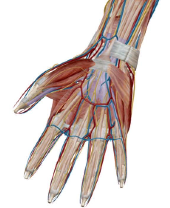 手の筋肉や神経のイメージ