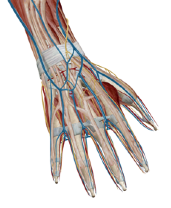 手の筋肉や神経のイメージ