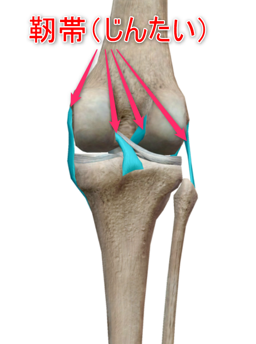 膝の靭帯のイメージ