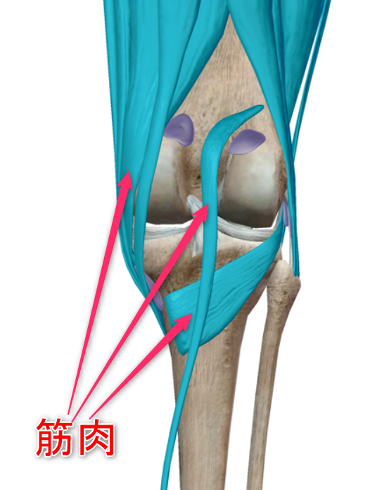 膝の筋肉のイメージ