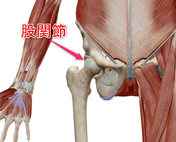 股関節のイメージ1