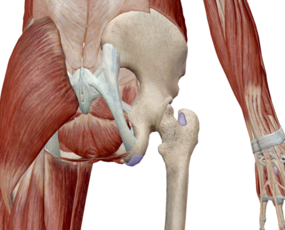 股関節のイメージ2