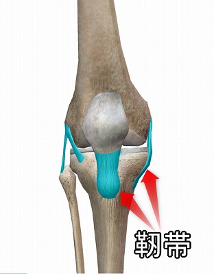 膝関節の靭帯イメージ