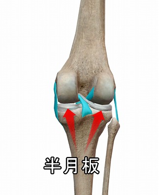 膝関節の半月板イメージ
