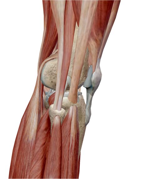 膝関節と筋肉・側面