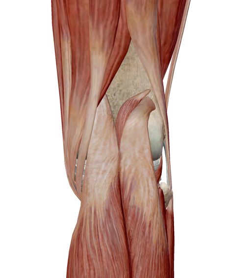 膝関節と筋肉・背面