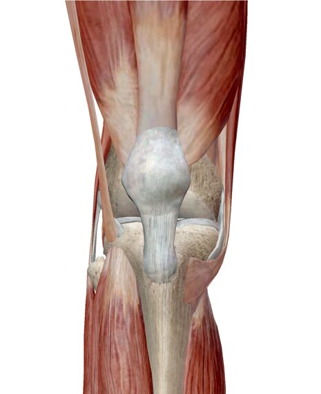 膝関節と筋肉・正面