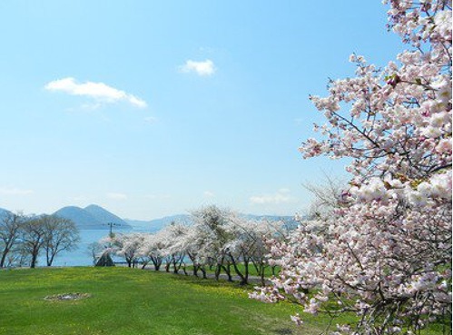 洞爺湖の桜イメージ
