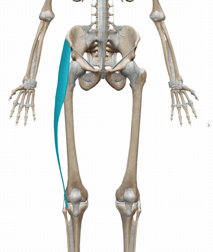 大腿筋膜張筋イメージ