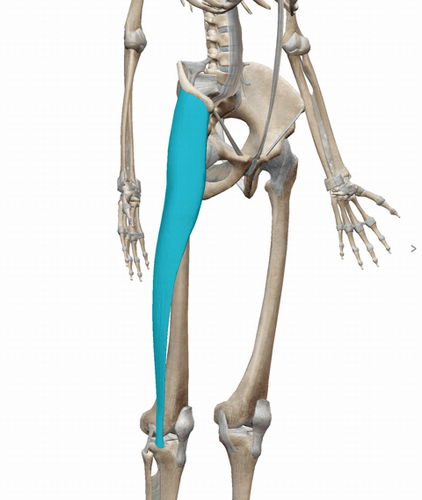 大腿筋膜張筋イメージ