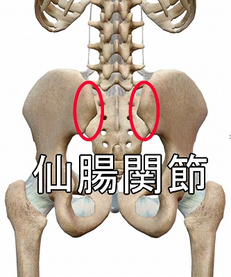 仙腸関節のイメージ